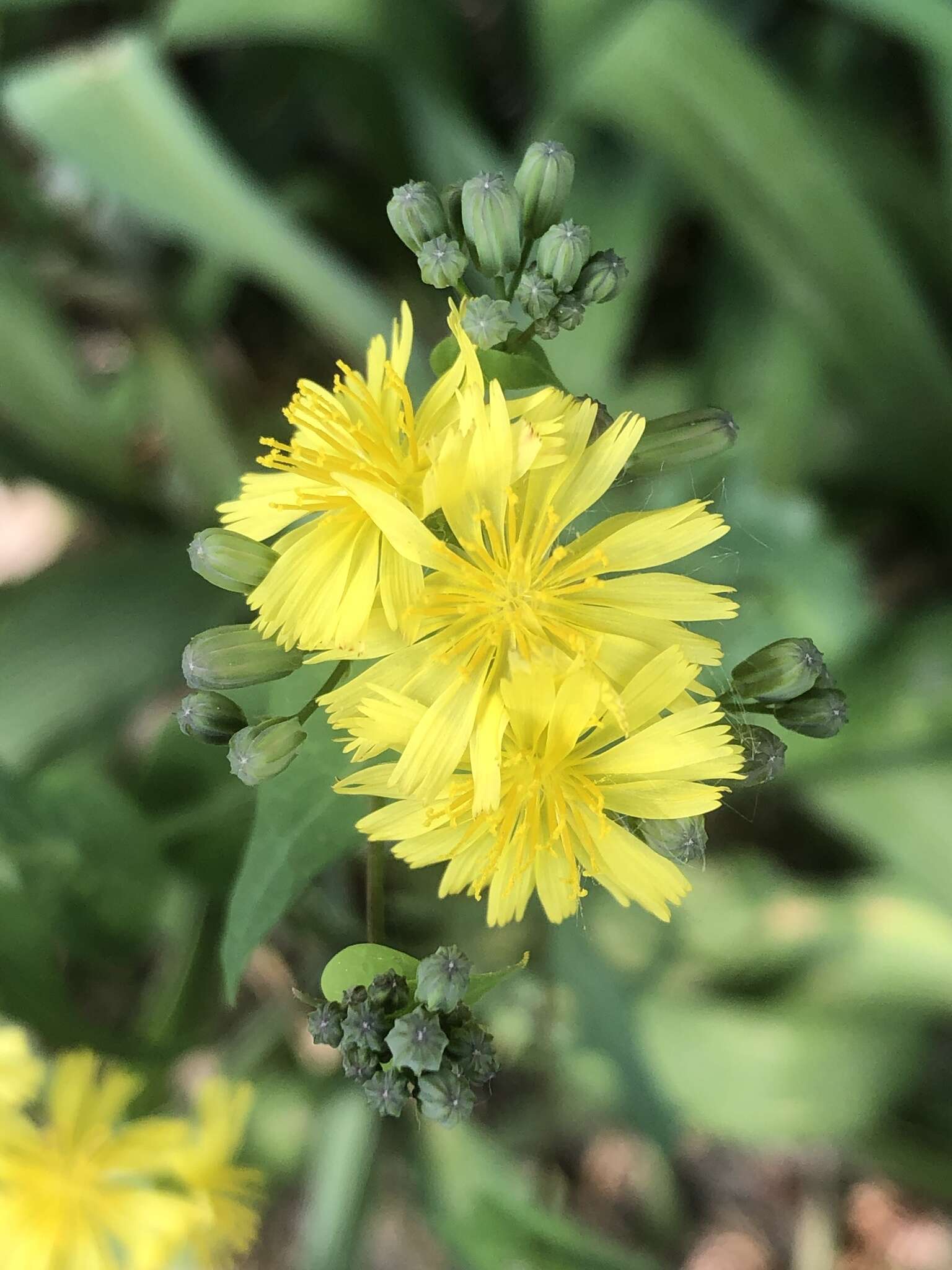 Image of Crepidiastrum sonchifolium (Maxim.) J. H. Pak & Kawano