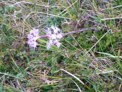 Image of Dianthus superbus subsp. alpestris Celak.
