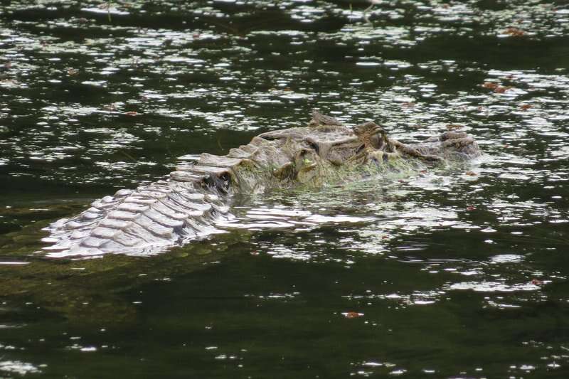 Image of Broad-snouted Caiman