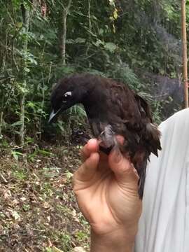 Image of Black-headed Antthrush