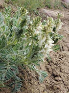 Imagem de Astragalus drummondii Dougl.