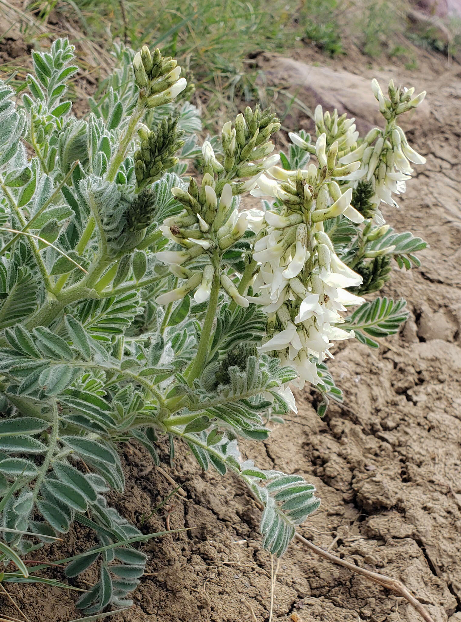 Imagem de Astragalus drummondii Dougl.