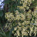 Image of Cyrtochilum ramosissimum (Lindl.) Dalström