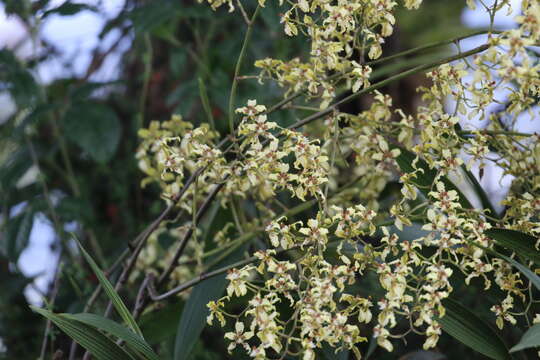 Image of Cyrtochilum ramosissimum (Lindl.) Dalström