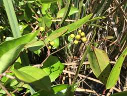 Smilax walteri Pursh resmi