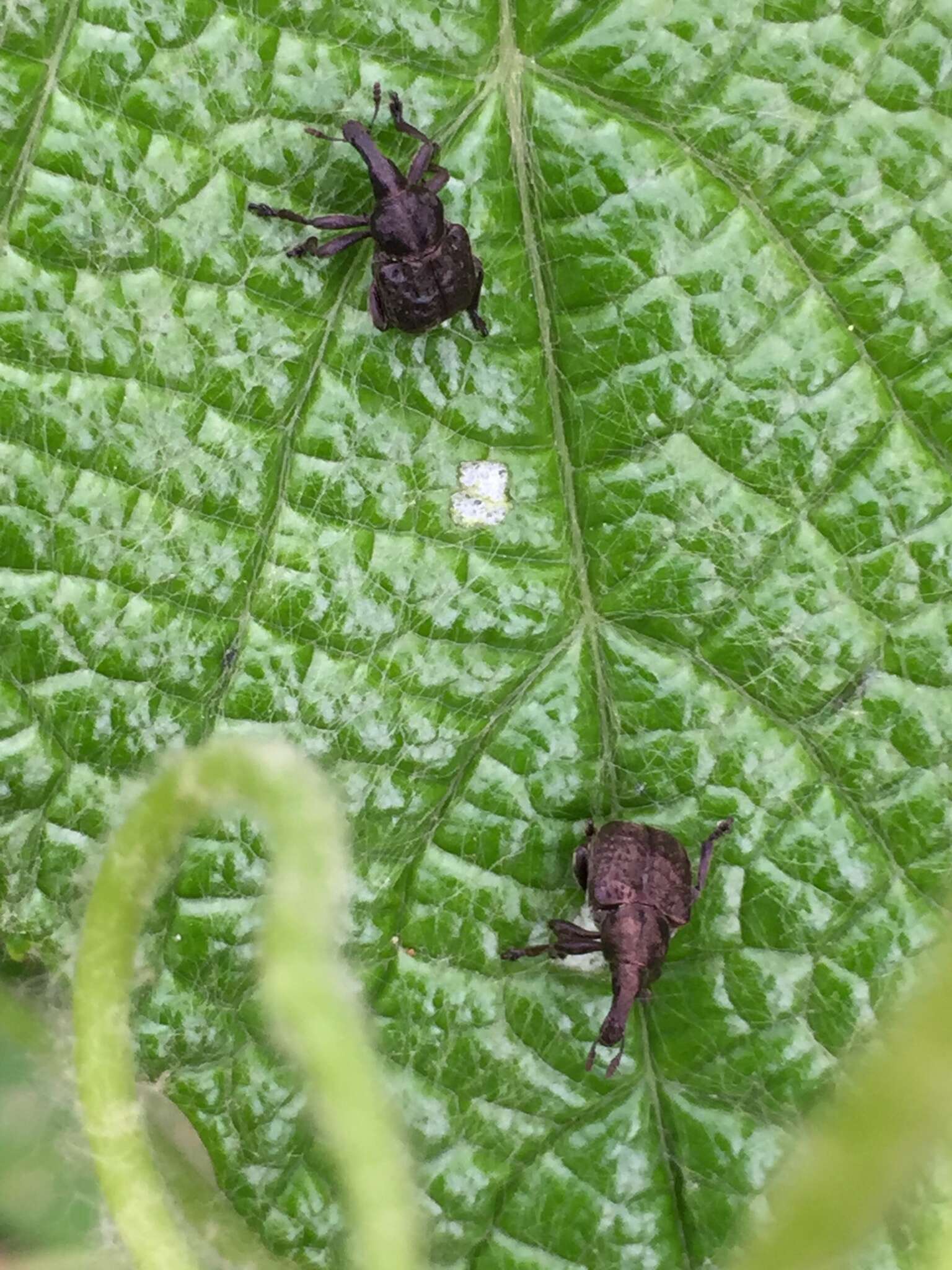 Image of Aspidobyctiscus lacunipennis Legalov 2003