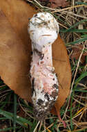 صورة Mycogone rosea Link 1809