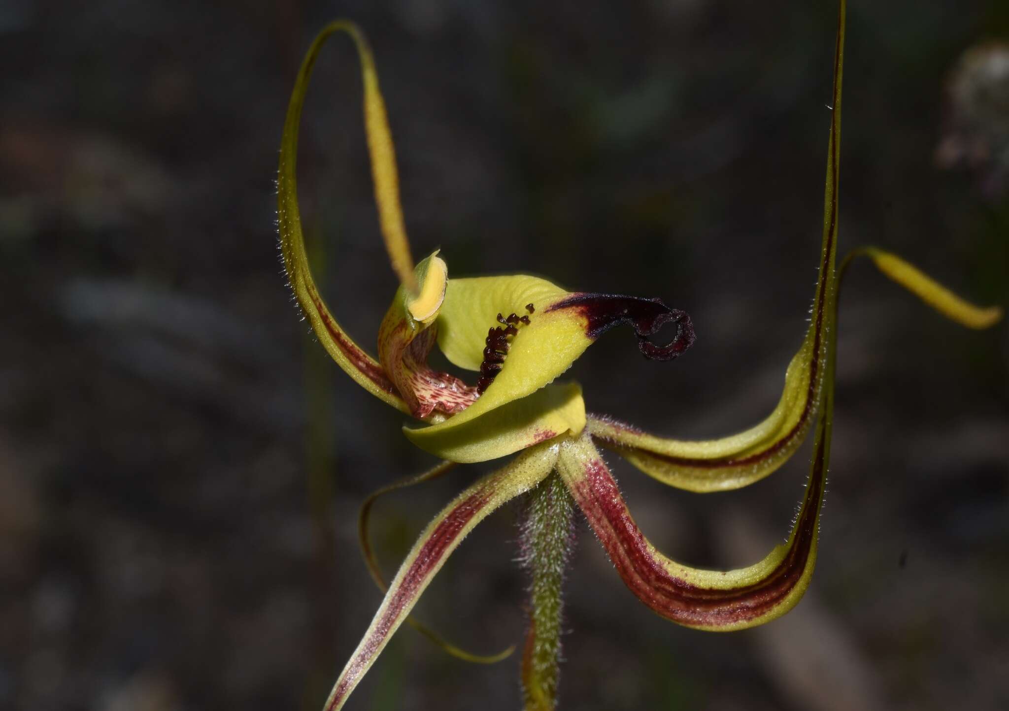 Caladenia integra E. Coleman的圖片