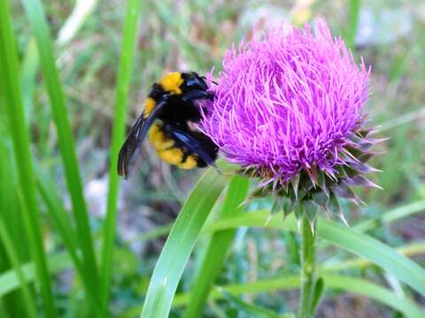 Image of Sonoran Bumble Bee