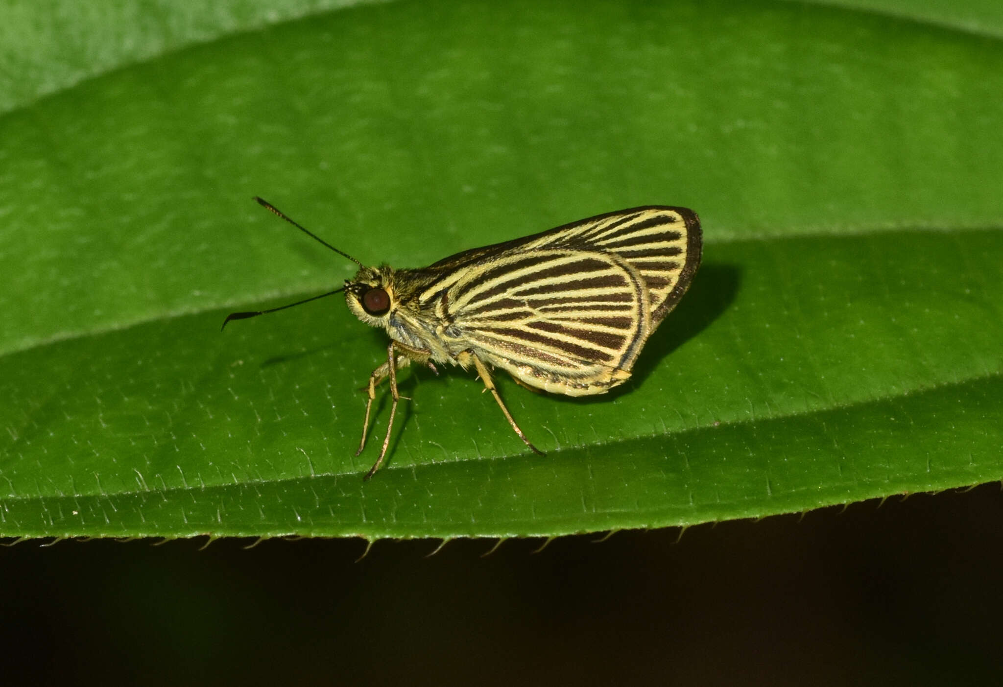 Image of Parphorus storax Mabille 1891