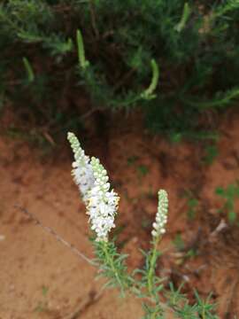 Image of Selago geniculata L. fil.