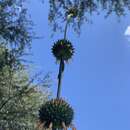 Sivun Leonotis nepetifolia var. africana (P. Beauv.) J. K. Morton kuva