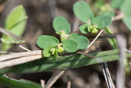 Imagem de Euphorbia taihsiensis (Chaw & Koutnik) Oudejans