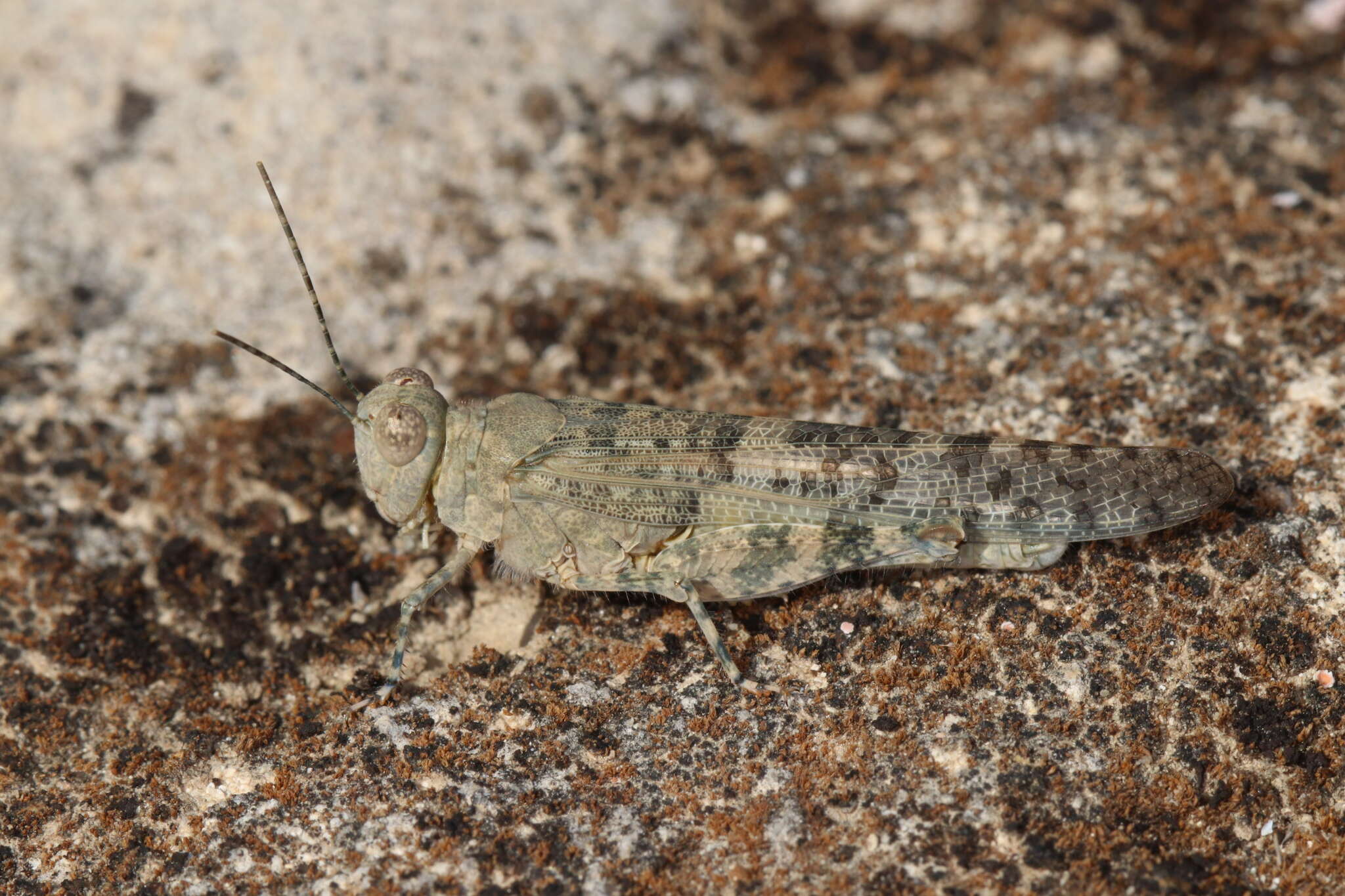 Image de Sphingonotus (Sphingonotus) rubescens (Walker & F. 1870)