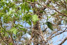 Sivun Diospyros salicifolia Humb. & Bonpl. ex Willd. kuva