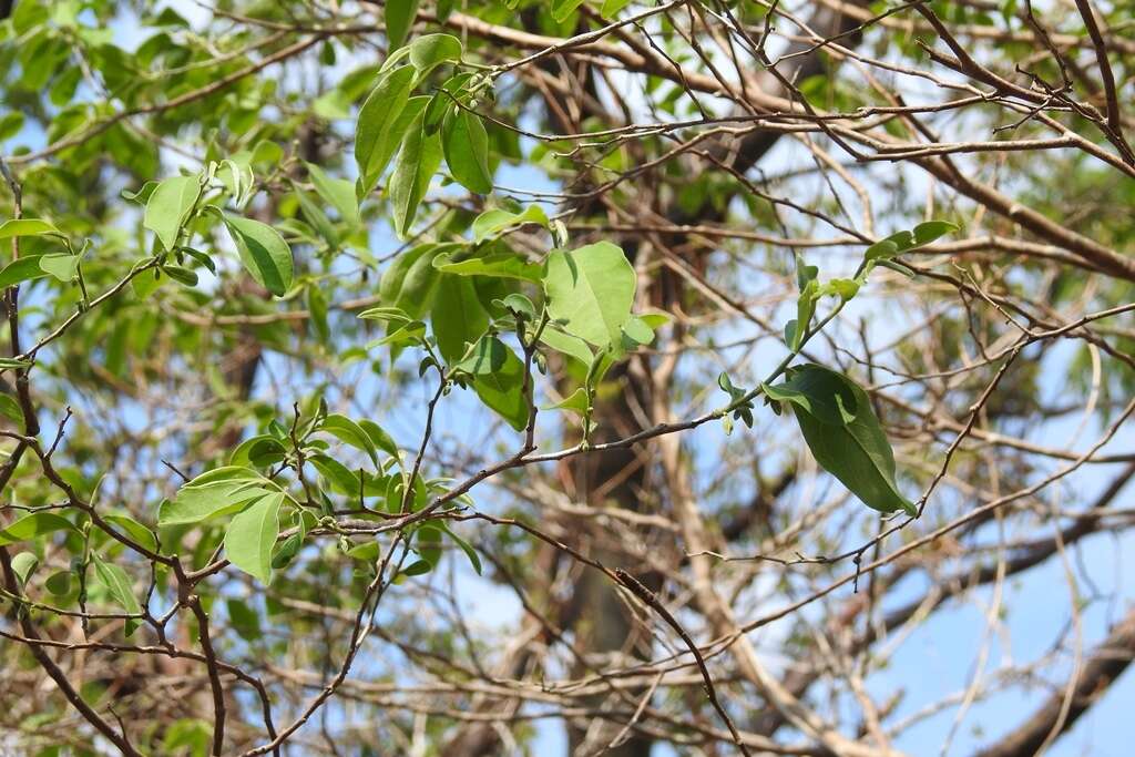 Sivun Diospyros salicifolia Humb. & Bonpl. ex Willd. kuva