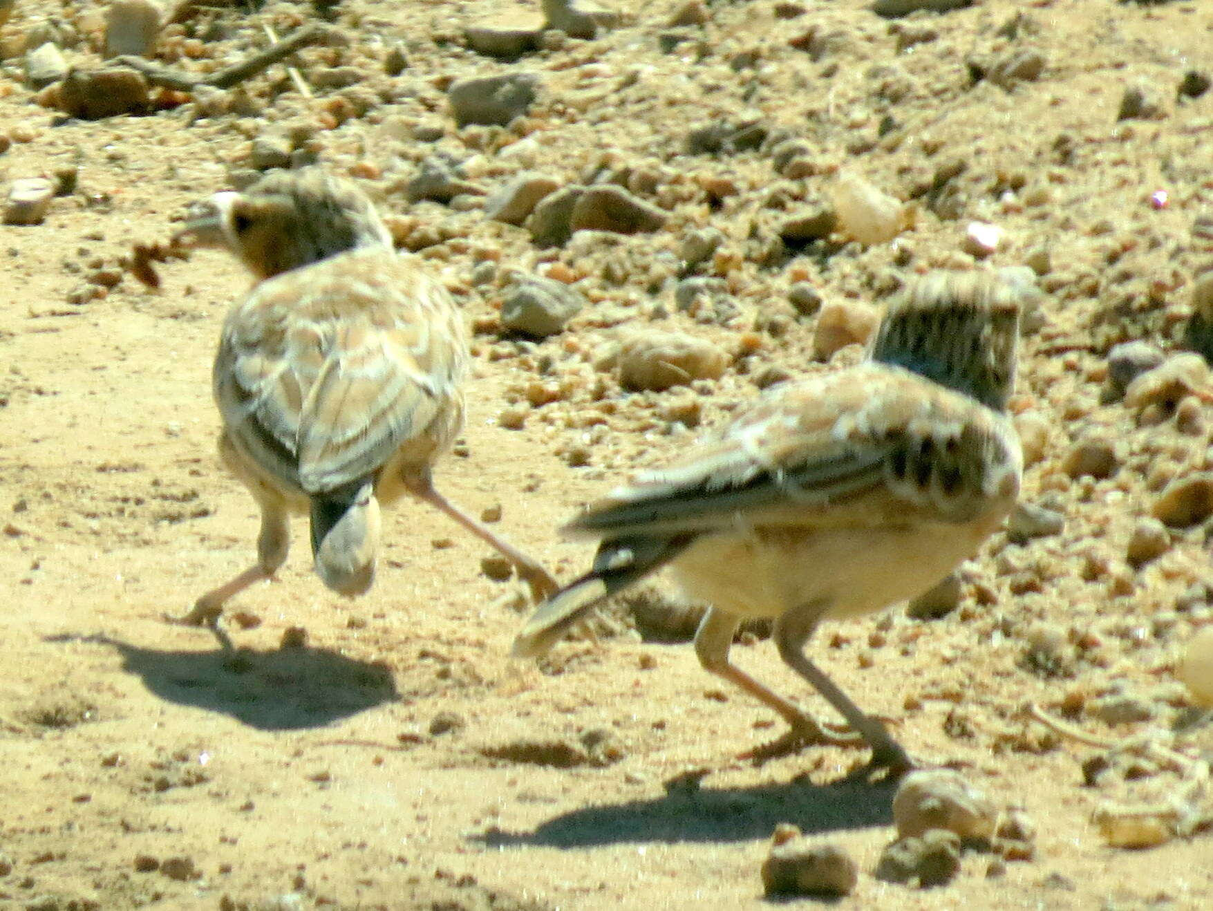 Imagem de Chersomanes albofasciata arenaria (Reichenow 1904)