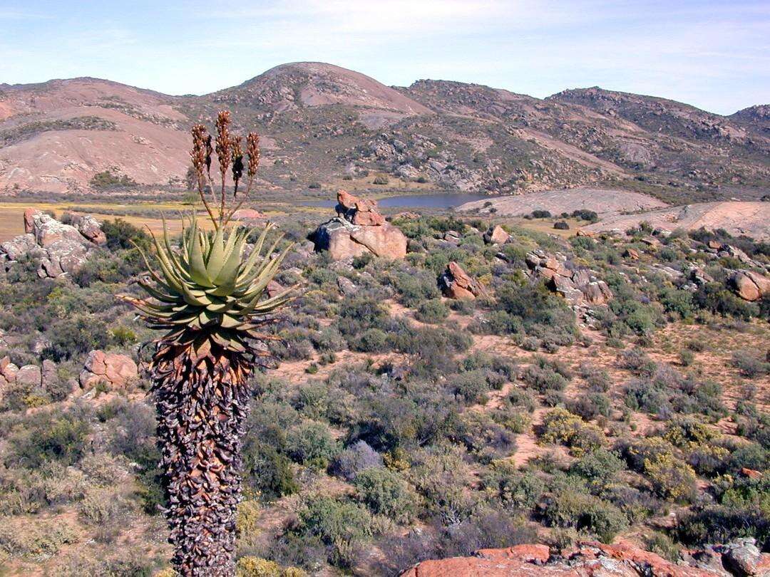 Image of Namaqua Aloe