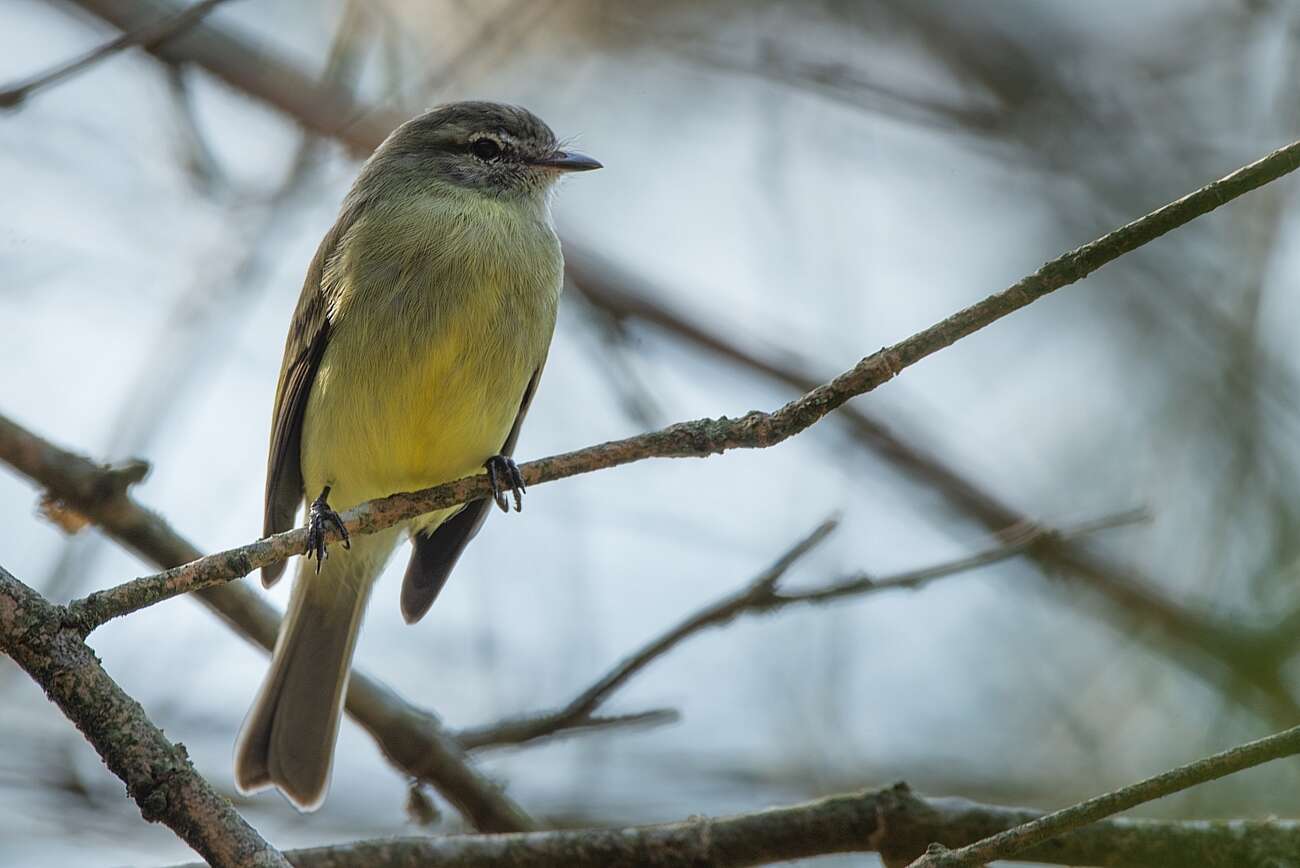 Imagem de Phyllomyias fasciatus (Thunberg 1822)