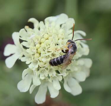 Image of Halictus simplex Blüthgen 1923