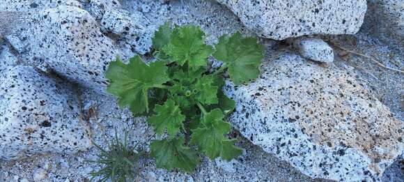 Image of rock nettle