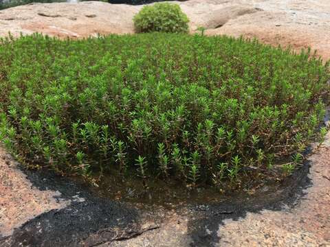 Image of Rotala fimbriata Wight