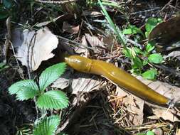 Image of California Banana Slug