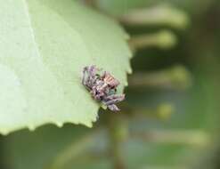 Image of Coenypha ditissima