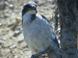 Image of Island Scrub Jay