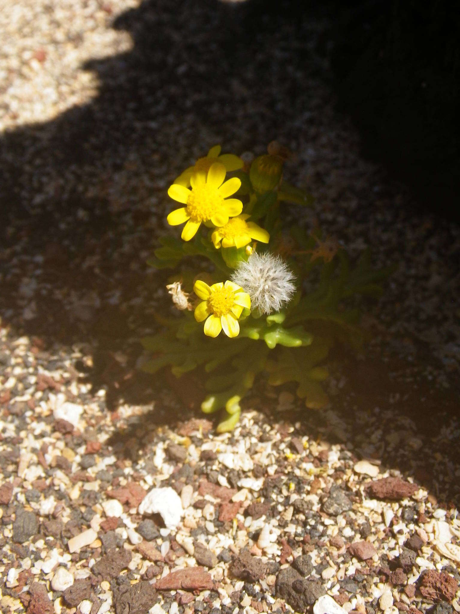 Image of Senecio incrassatus Lowe