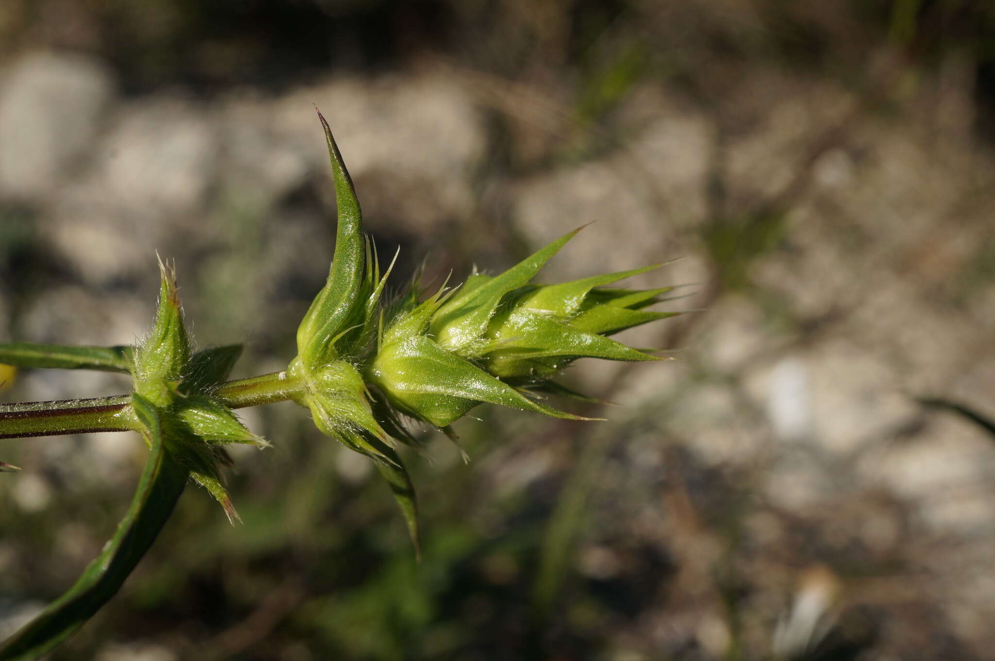 Image of Stachys atherocalyx K. Koch