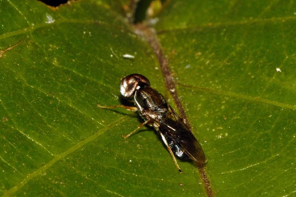 Image of Cephalochrysa calopa (Bigot 1879)