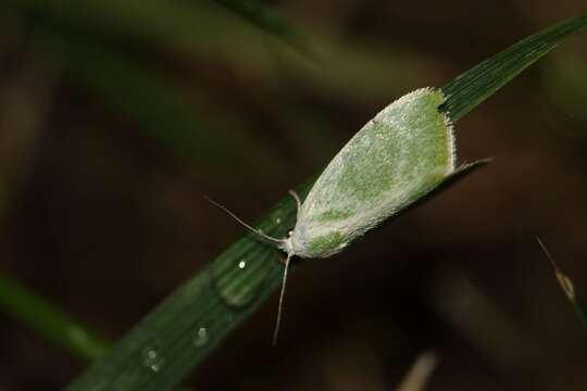 Image of Earias albovenosana Oberthür 1917