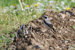 Image of Oenanthe oenanthe oenanthe (Linnaeus 1758)