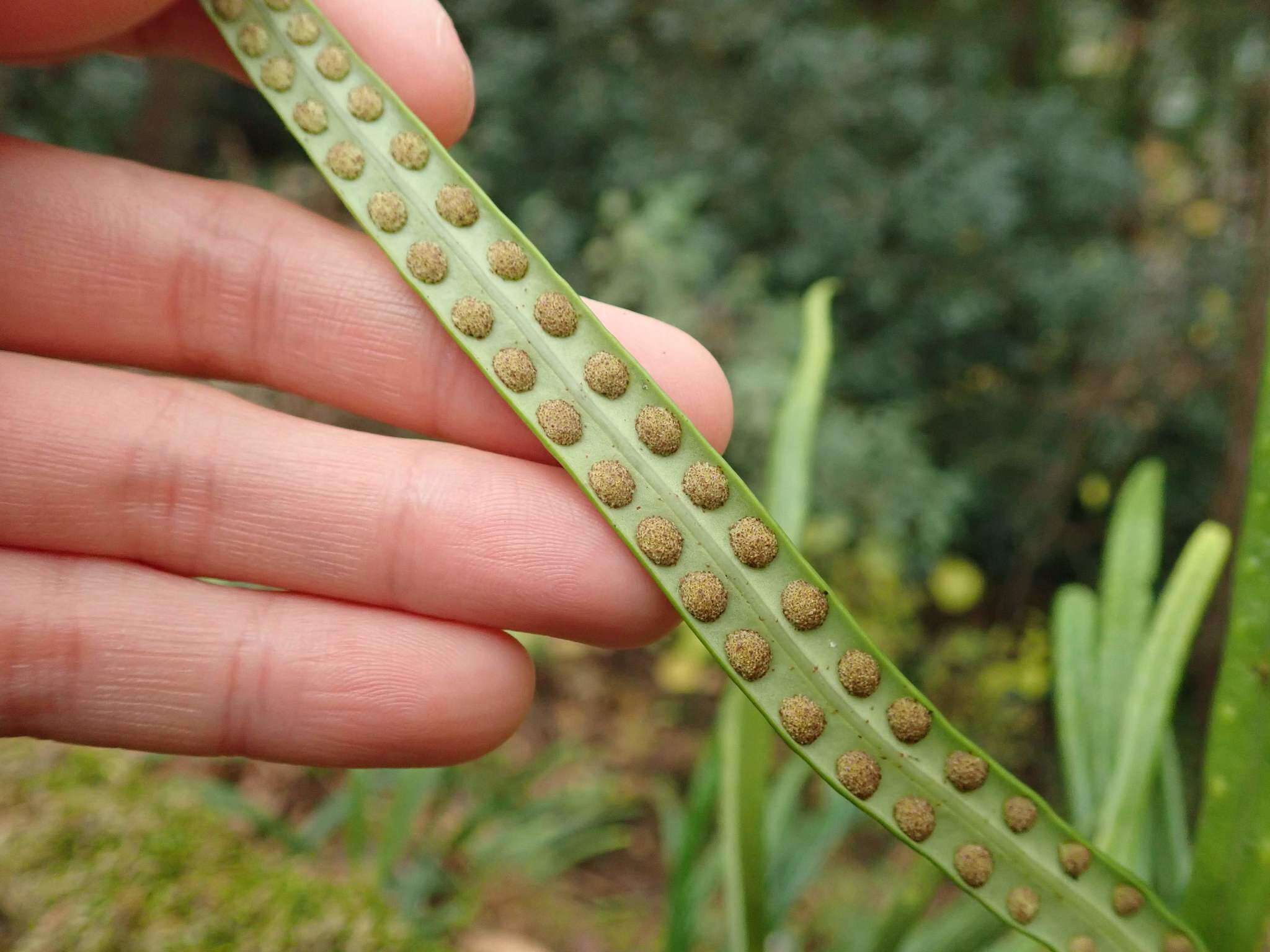 Image of Weeping Fern