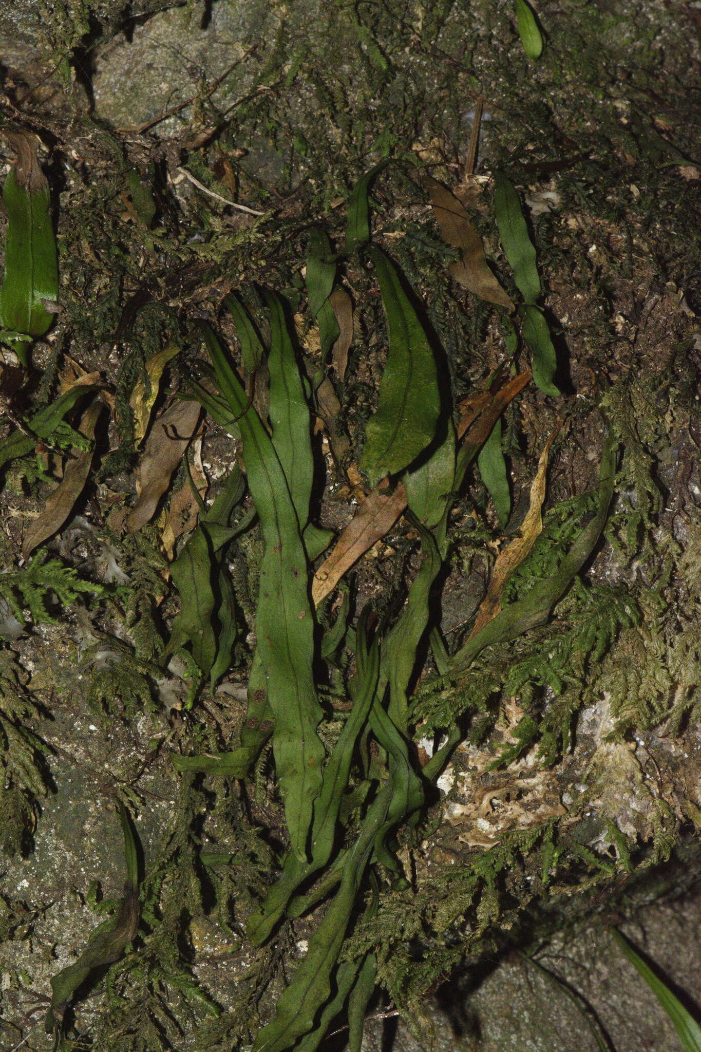 Image of Loxogramme dictyopteris (Mett.) Copel.
