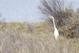 Image of Great Egret