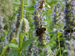 Image of Rusty patched bumble bee