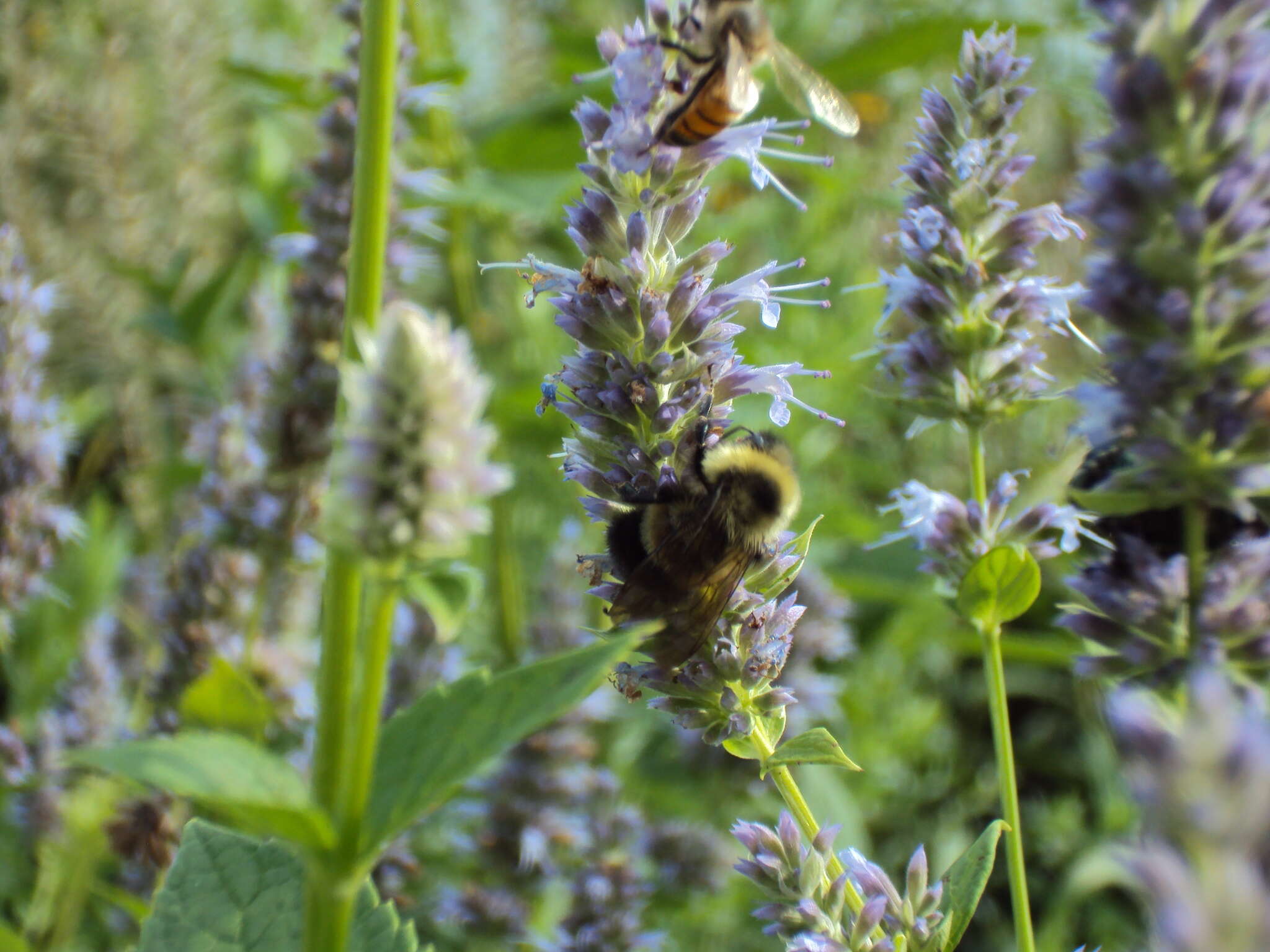 Image of Rusty patched bumble bee