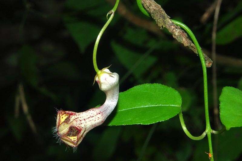 Sivun Ceropegia carnosa E. Mey. kuva