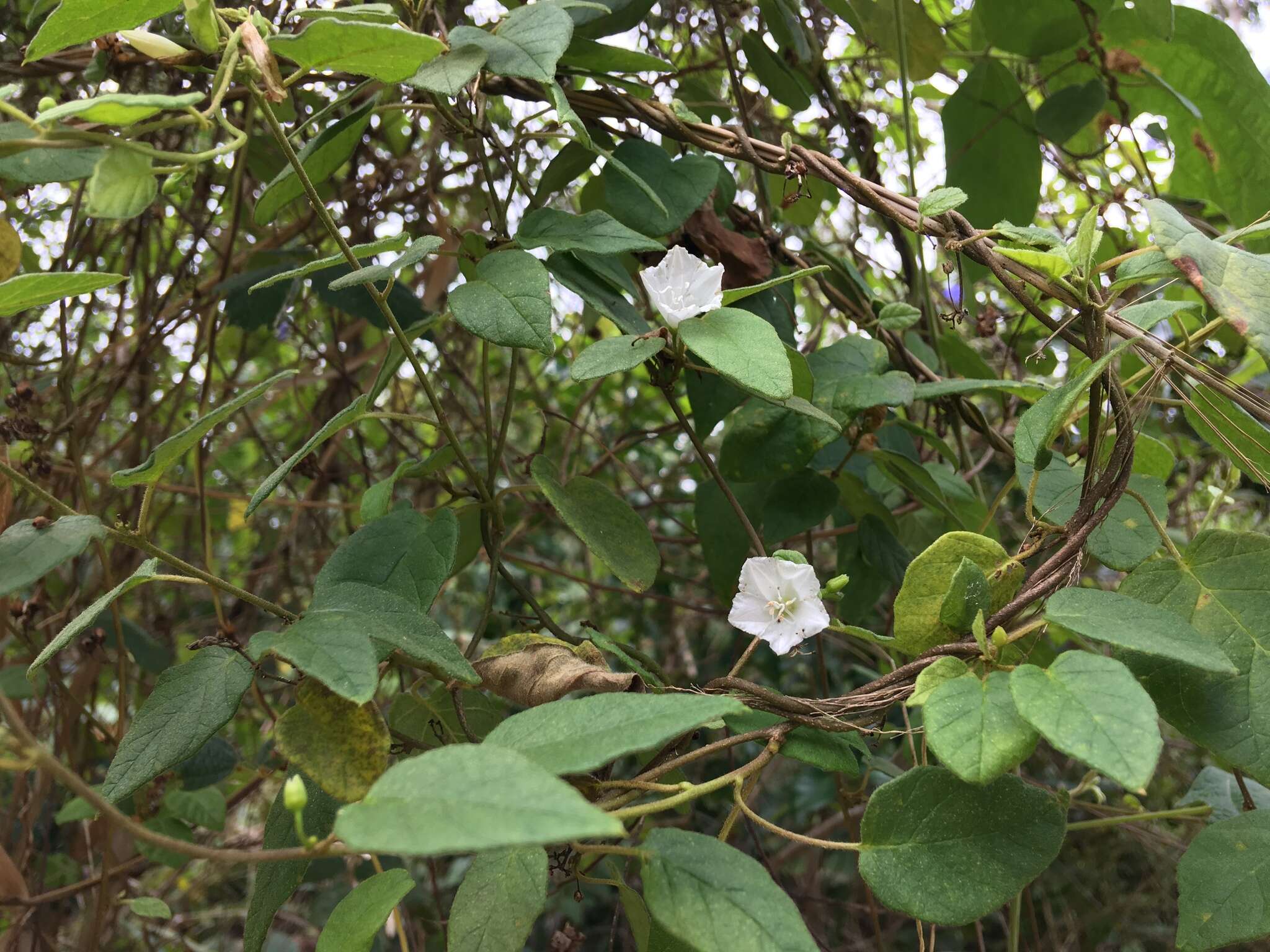 Слика од Jacquemontia nodiflora (Desr.) G. Don