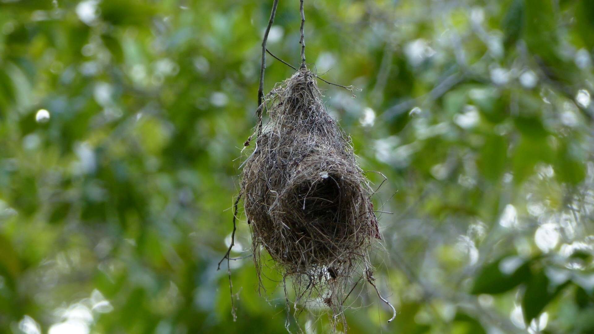 Image of Ochre-lored Flatbill