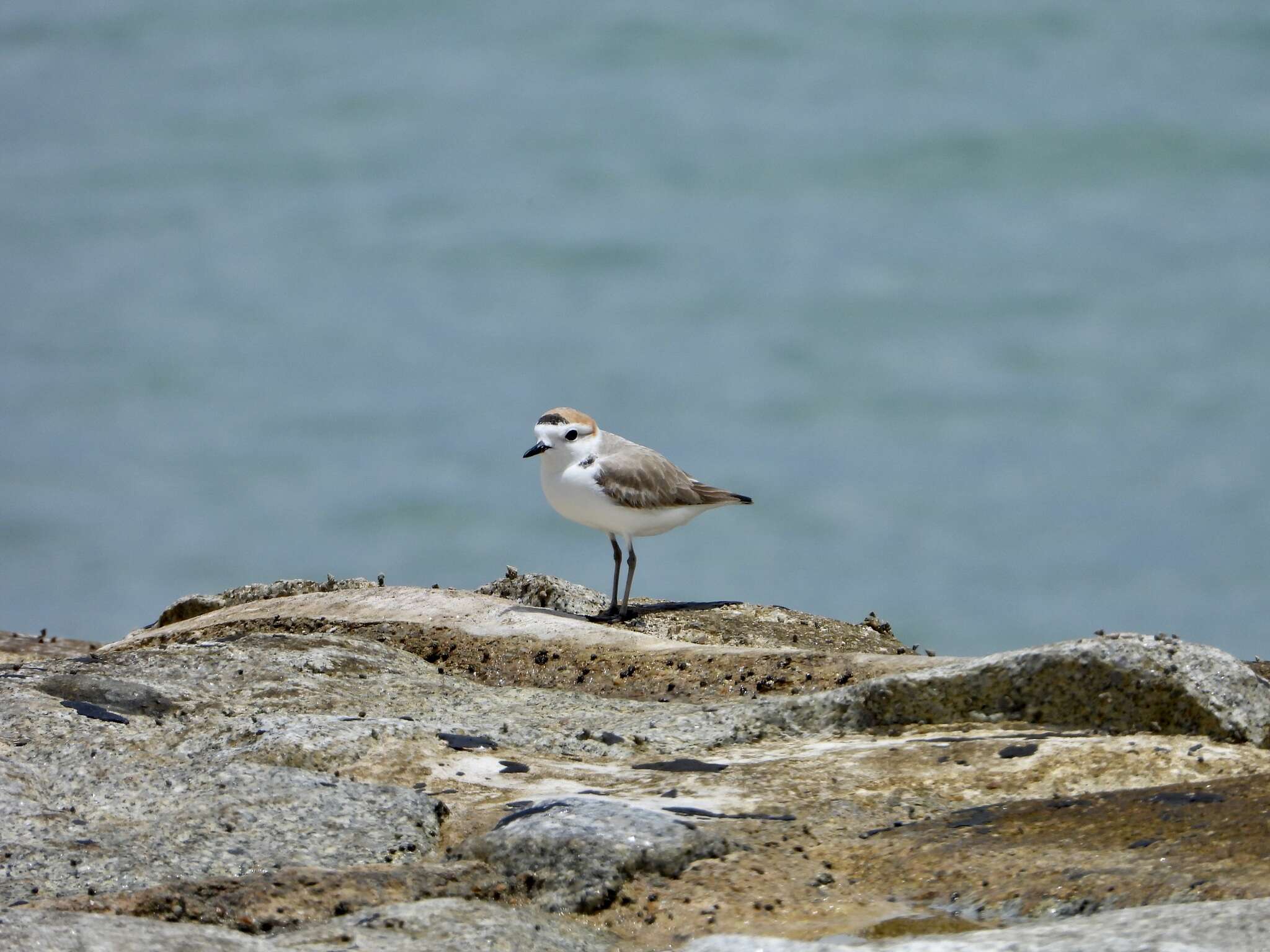 Charadrius dealbatus (Swinhoe 1870) resmi