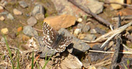 Image of Pyrgus ruralis (Boisduval 1852)