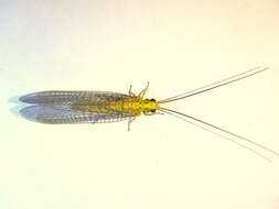 Image of Calochrysa