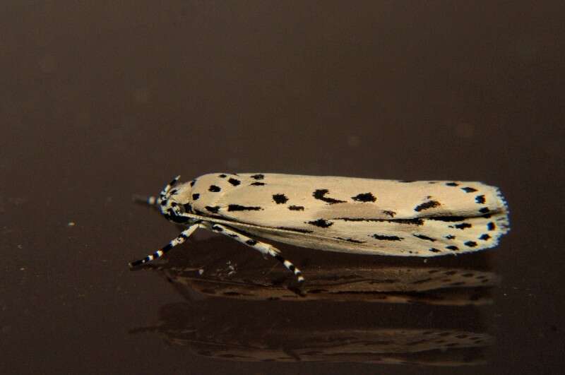 Image of Ethmia lineatonotella Moore 1867