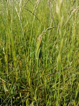 Image of Tragopogon minor Mill.