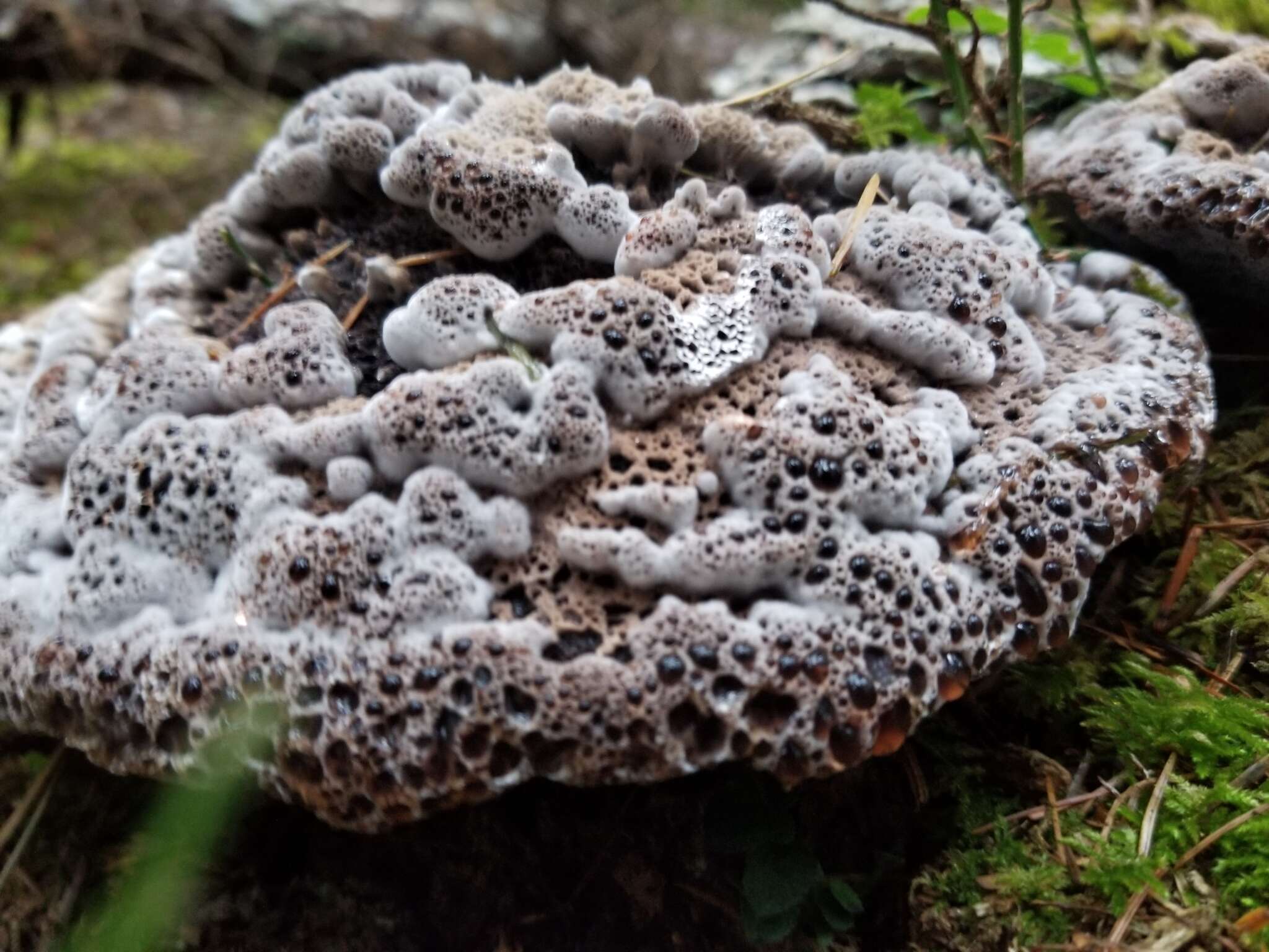 Image of Hydnellum cyanopodium K. A. Harrison 1964