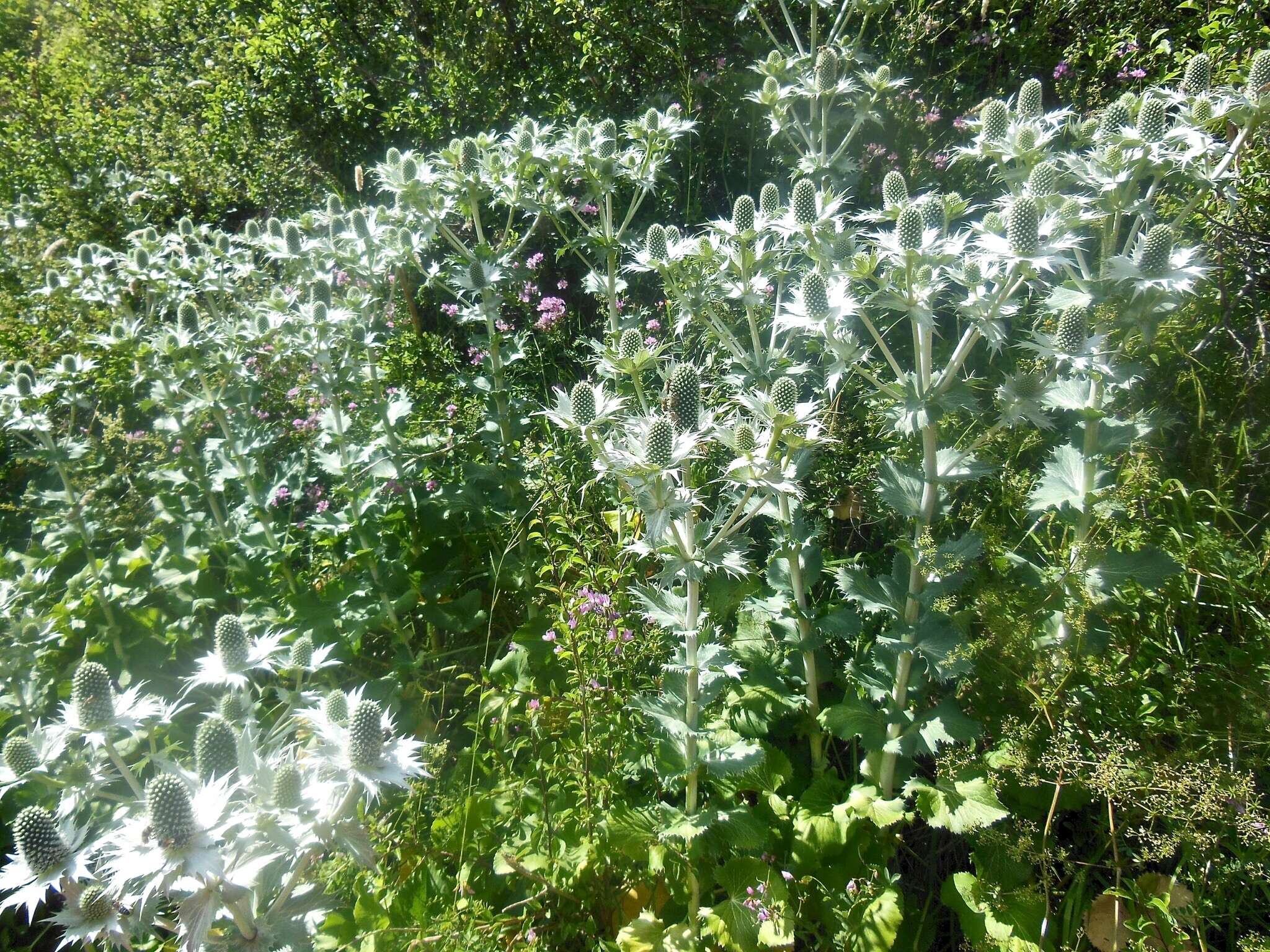 Image of giant sea holly