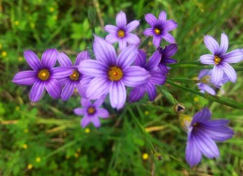 Image of Sisyrinchium platense I. M. Johnst.